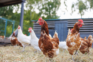Free-range chickens on a farm at sunrise, organic poultry in a natural rural setting