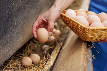 Farmer collecting fresh organic eggs from a nest into a wicker basket on a rural farm