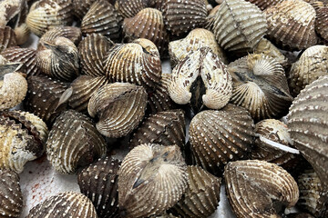 A pile of fresh blood cockles at market