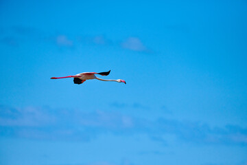 Lonely flamingo against blue sky. A flock of pink flamingos in their natural environment. Flamingos are a type of wading bird in the family Phoenicopteridae.  