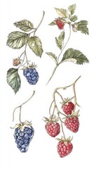 Watercolor Berries: A Detailed Botanical Illustration of Raspberries and Blackberries