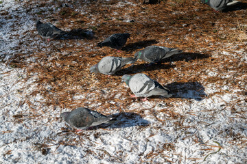 Fototapeta premium Domestic pigeons searching food in a city park