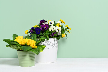 Pots with spring flowers