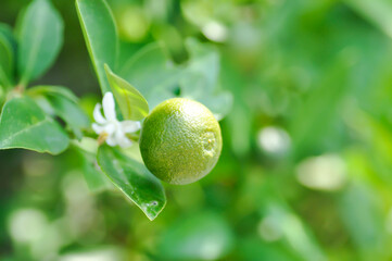 Citrus japonica Thunb or Kumquat , Kumquat plant or Cumquats or Citrus Japonica Thunb or RUTACEAE...
