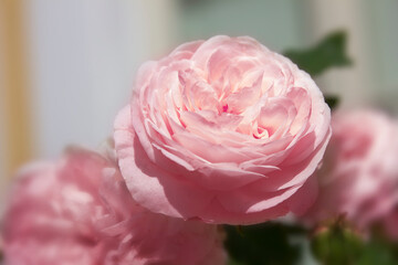 pink rose close-up on a bush in the garden