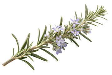 Fototapeta premium Rosemary twig isolated on transparent background. Png