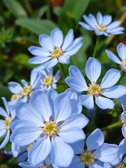 Obraz premium Delicate pale blue flowers bloom brightly under soft sunlight. AI Generated