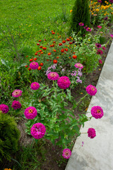 Fototapeta premium Elegant zinnia and marigold flowers on a background of green grass.