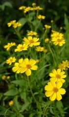 Vibrant yellow wildflowers bloom brightly bathed in soft sunlight. AI Generated