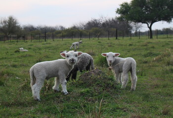 Fototapeta premium Lambs in the field looking at the camera