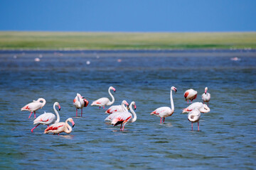 A flock of flamingos on the lake.
A flock of pink flamingos in their natural environment. Blur effect. Flamingos are a type of wading bird in the family Phoenicopteridae