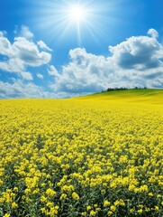 Fototapeta premium A large rapeseed flower field under the blue sky