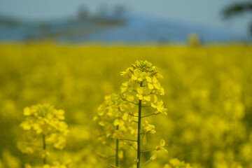 Obraz premium 菜の花、国営ひたち海浜公園