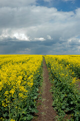 Fototapeta premium A picturesque view of rural fields with rapeseed flowers. Rapeseed blooming and setting under the hot sun, absorbing the strength and energy of nature.