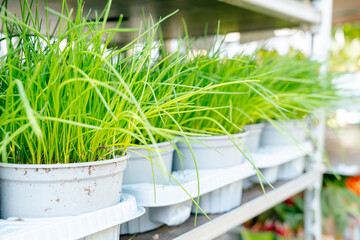 Fresh Green Grass in White Pots on Display Shelves