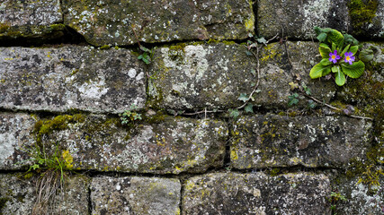 Mauerblümchen auf Natursteinmauer gross