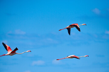 A flock of flamingos against a blue sky. A flock of pink flamingos in their natural environment. Flamingos are a type of wading bird in the family Phoenicopteridae.
