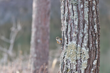 Lichen called Umenokigoke covering the bark of pine tree