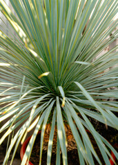 Fototapeta premium Close-up of a Yucca Plant with Sharp Green Leaves