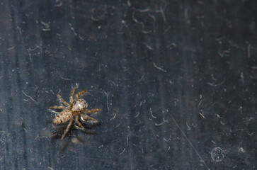 Female jumping spider Thyene imperialis. Tijarafe. La Palma. Canary Islands. Spain.
