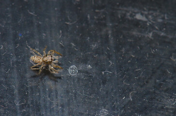 Female jumping spider Thyene imperialis. Tijarafe. La Palma. Canary Islands. Spain.