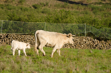 Cow and calf of the Charolais breed. El Paso. La Palma. Canary Islands. Spain.