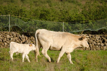 Fototapeta premium Cow and calf of the Charolais breed. El Paso. La Palma. Canary Islands. Spain.