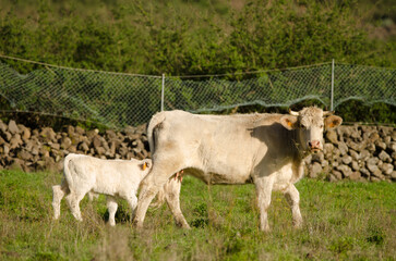 Cow and calf of the Charolais breed. El Paso. La Palma. Canary Islands. Spain.
