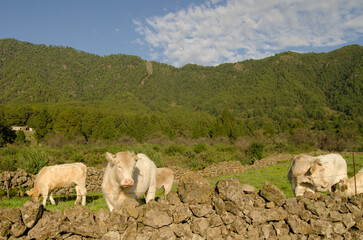 Fototapeta premium Charolais breed cattle. El Paso. La Palma. Canary Islands. Spain.