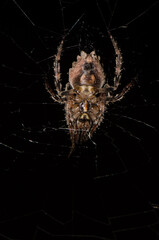 Underside of the spider Araneus bufo in its web. Caldera de Taburiente National Park. El Paso. La Palma. Canary Islands. Spain.