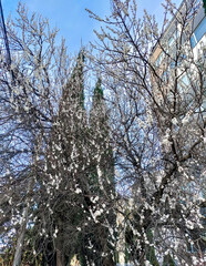 Spring blossom of plum tkemali. White beautiful flowers on branches against the bright blue sky. Buildings and cypress in the background
