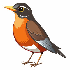 American Robin Vector Image Illustration and Design