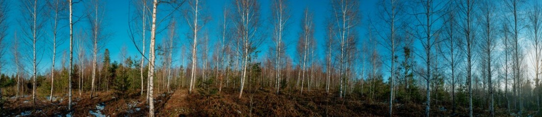 Panoramic view of bare trees in a European birch forest in early spring