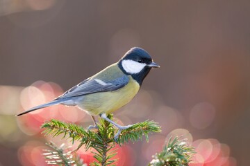 A cute great tit sits on a spruce twig. Portrait of a great tit in the nature habitat. Parus major. 