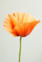 Close-up image of an elegant orange poppy flower showcasing its delicate, textured petals with a soft focus background, emphasizing the beauty and simplicity of nature.