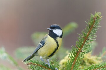 A cute great tit sits on a spruce twig. Portrait of a great tit in the nature habitat. Parus major. 