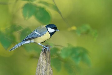 Obraz premium A cute great tit sits on a tree stump. Portrait of a great tit in the nature habitat. Parus major. 