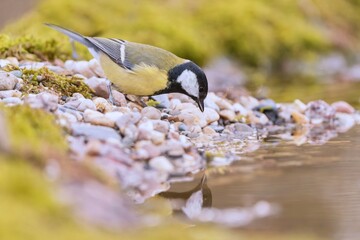 A cute great tit sits by a pond and drinks water. Portrait of a great tit in the nature habitat. Parus major. 