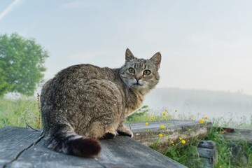 A beautiful tabby cat is resting on a wooden  bench. Portrait of a beautiful tabby cat. 