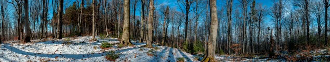 Spring panorama in the forest. Beautiful spring landscapes of the mountainous area. Sunny day with clouds in the sky and trees without leaves.