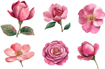 set of pink roses isolated