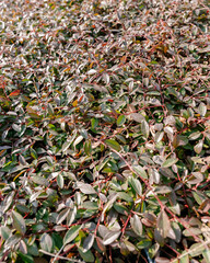 Dense Foliage of Shrubs Bathed in Sunlight