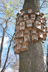 Wooden Bird Houses. Handmade wooden birdhouses on tree trunk.