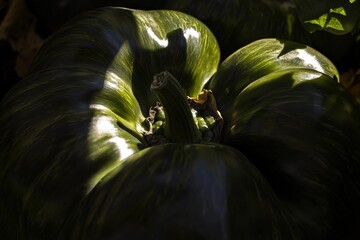 Close-Up View of Glossy Green Pumpkin with Light and Shadow Contrast