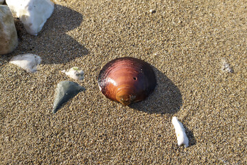 Shell on the beach