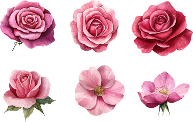 Fototapeta premium set of pink roses