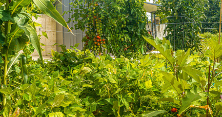 Lush and diverse vegetable garden with thriving bush beans and tomato plants. Ripening veggies are...