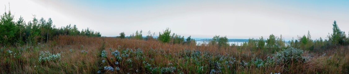 Panorama of an autumn tree and wild chrysanthemum flowers on a large lawn.