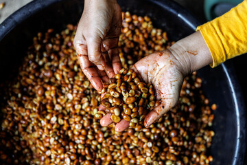 manual selection hand of farmer sort out coffee honey process