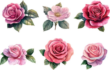 Fototapeta premium set of pink roses
